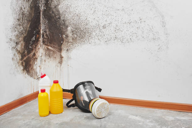 Best Mold Removal Near Me  in Abram, TX