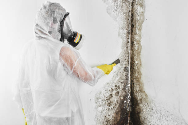 Best Mold Remediation Services  in Abram, TX