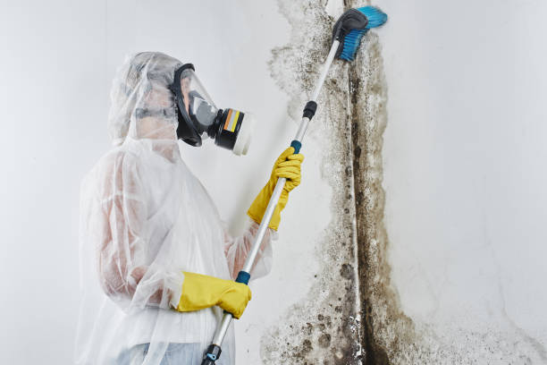 Best Professional Mold Removal  in Abram, TX