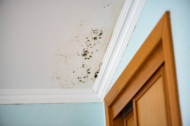 Best Mold Removal Company Near Me  in Abram, TX