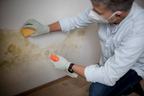 Best Home Mold Removal  in Abram, TX