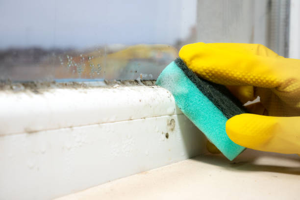 Mold Testing and Removal in Abram, TX