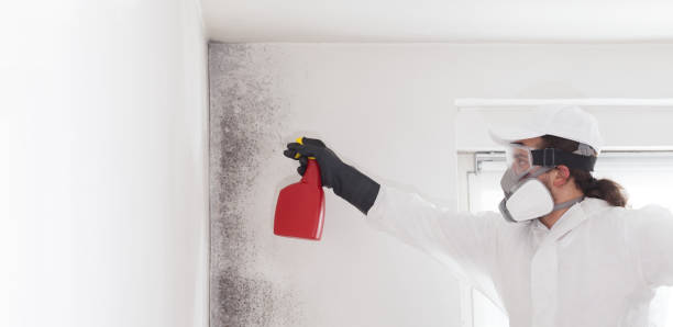 Best Best Mold Removal Companies  in Abram, TX