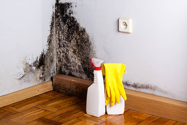 Best Fast Mold Removal  in Abram, TX