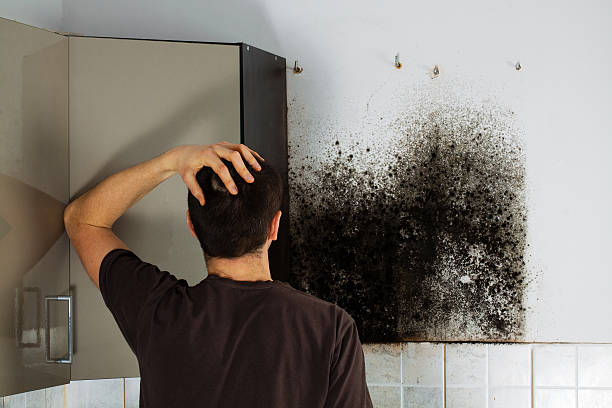 Best Toxic Mold Removal  in Abram, TX