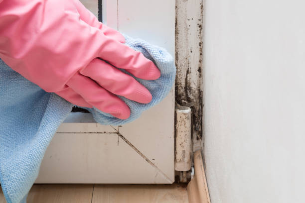 Best Attic Mold Removal  in Abram, TX